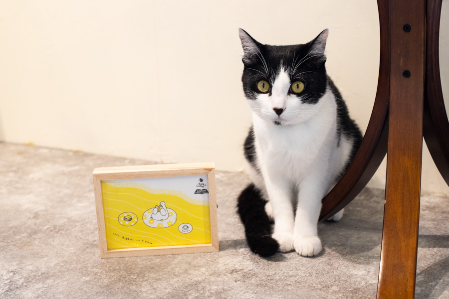 店内には猫がいます。